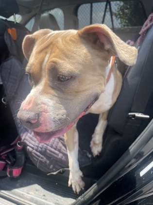 Shelter Stray Female Dog last seen Near Cottage Ln, Atlanta, GA, 1251 Fulton Industrial Blvd NW, Atlanta, GA 30336, USA