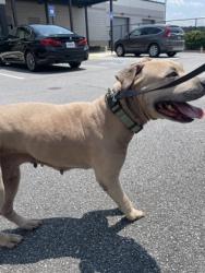 Shelter Stray Female Dog last seen Near Cottage Ln, Atlanta, GA, 1251 Fulton Industrial Blvd NW, Atlanta, GA 30336, USA