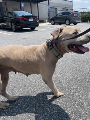 Shelter Stray Female Dog last seen Near Cottage Ln, Atlanta, GA, 1251 Fulton Industrial Blvd NW, Atlanta, GA 30336, USA