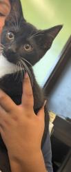 Shelter Stray Male Cat last seen Hamilton Ave and Eddie St., Atlanta, GA, 1251 Fulton Industrial Blvd NW, Atlanta, GA 30336, USA