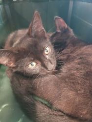 Shelter Stray Male Cat last seen Near Lakeside Dr, Union City, GA, 1251 Fulton Industrial Blvd NW, Atlanta, GA 30336, USA