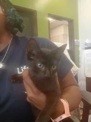 Shelter Stray Male Cat last seen Near Lakeside Dr, Union City, GA, 1251 Fulton Industrial Blvd NW, Atlanta, GA 30336, USA