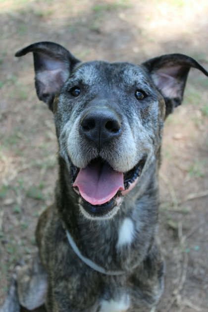 Shelter Stray Male Dog last seen Near Wild Strawberry Lane, Berkeley County, SC, 2455 Remount Rd, North Charleston, SC 29406, USA