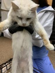 Shelter Stray Female Cat last seen Near Remount Road, North Charleston, SC, 2455 Remount Rd, North Charleston, SC 29406, USA