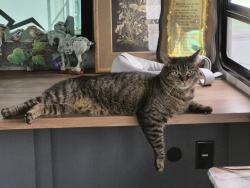Lost Male Cat last seen Autumn Park Dr, Olympia, WA 98513