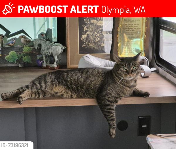 Lost Male Cat last seen Autumn Park Dr, Olympia, WA 98513