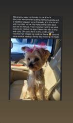 Lost Female Dog last seen Charmaine bend, Norcross, GA 30071