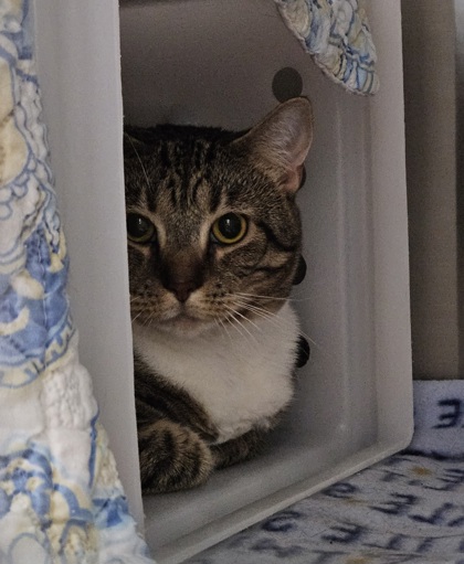 Shelter Stray Female Cat last seen N Bentalou St & Baker St, Baltimore, MD 21216, 21216, MD, 2490 Giles Rd, Baltimore, MD 21225, USA
