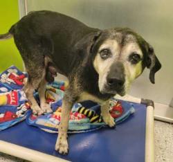 Shelter Stray Male Dog last seen Near N. Antioch Road, 64119, MO, 7077 Elmwood Ave, Kansas City, MO 64132, USA
