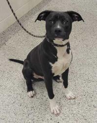 Shelter Stray Male Dog last seen Near Manchester Avenue, 64133, MO, 7077 Elmwood Ave, Kansas City, MO 64132, USA