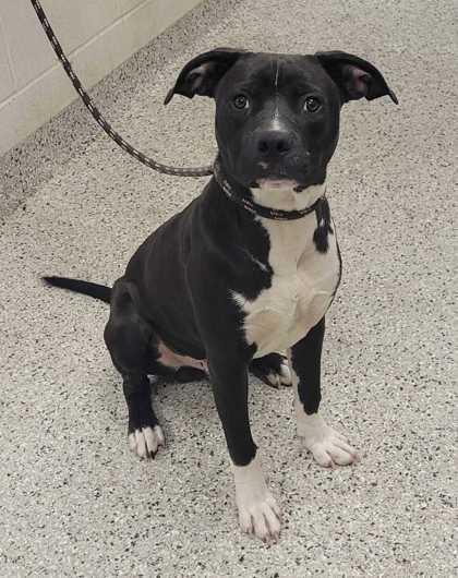 Shelter Stray Male Dog last seen Near Manchester Avenue, 64133, MO, 7077 Elmwood Ave, Kansas City, MO 64132, USA