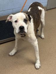 Shelter Stray Male Dog last seen Near SPRINGHOUSE CIRCLE, 30087, GA, 3280 Chamblee Dunwoody Rd, Chamblee, GA 30341, USA