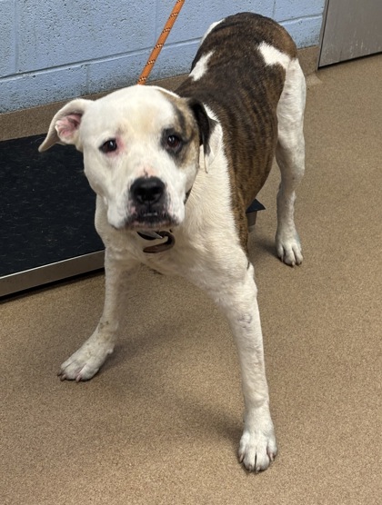 Shelter Stray Male Dog last seen Near SPRINGHOUSE CIRCLE, 30087, GA, 3280 Chamblee Dunwoody Rd, Chamblee, GA 30341, USA