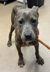 Shelter Stray Female Dog last seen , , GA, 3280 Chamblee Dunwoody Rd, Chamblee, GA 30341, USA
