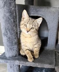 Shelter Stray Female Cat last seen Near Johnson Ferry Rd NE, Atlanta, GA 30342, Other - Out of County, GA, 3280 Chamblee Dunwoody Rd, Chamblee, GA 30341, USA