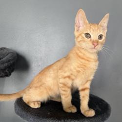 Shelter Stray Male Cat last seen Near Elaine Drive Decatur, GA 30035, 30035, GA, 3280 Chamblee Dunwoody Rd, Chamblee, GA 30341, USA