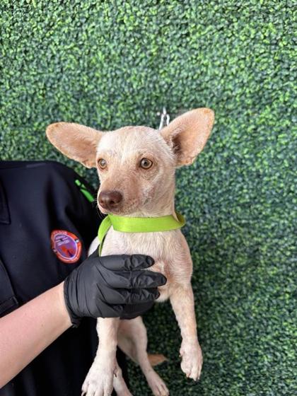 Shelter Stray Female Dog last seen Near Bob Heasley Drive, CITY of El Paso, TX, 5001 Fred Wilson Ave, El Paso, TX 79906, USA