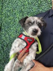 Shelter Stray Male Dog last seen Near PERSHING DR, CITY of El Paso, TX, 5001 Fred Wilson Ave, El Paso, TX 79906, USA