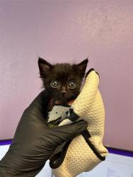 Shelter Stray Male Cat last seen Near acer, CITY of El Paso, TX, 5001 Fred Wilson Ave, El Paso, TX 79906, USA