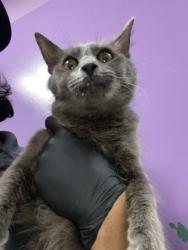 Shelter Stray Female Cat last seen Near S. Mesa Hills Dr, CITY of El Paso, TX, 5001 Fred Wilson Ave, El Paso, TX 79906, USA