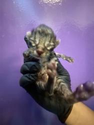 Shelter Stray Unknown Cat last seen Near S. Mesa Hills Dr, CITY of El Paso, TX, 5001 Fred Wilson Ave, El Paso, TX 79906, USA