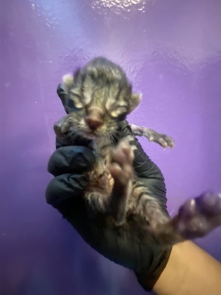 Shelter Stray Unknown Cat last seen Near S. Mesa Hills Dr, CITY of El Paso, TX, 5001 Fred Wilson Ave, El Paso, TX 79906, USA