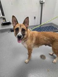 Shelter Stray Female Dog last seen Near Old Douglas Dam Rd, Sevierville City, TN, 1008 Old Knoxville Hwy, Sevierville, TN 37862, USA