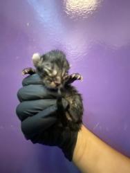 Shelter Stray Unknown Cat last seen Near S. Mesa Hills Dr, CITY of El Paso, TX, 5001 Fred Wilson Ave, El Paso, TX 79906, USA