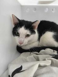 Shelter Stray Male Cat last seen Near Old Covered Bridge Rd, Sevier County ACO, TN, 1008 Old Knoxville Hwy, Sevierville, TN 37862, USA