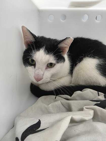 Shelter Stray Male Cat last seen Near Old Covered Bridge Rd, Sevier County ACO, TN, 1008 Old Knoxville Hwy, Sevierville, TN 37862, USA