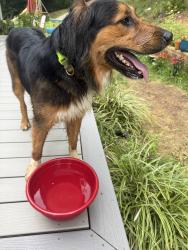 Reunited Unknown Dog last seen Sam’s Rd, Sams Rd, NC 28787