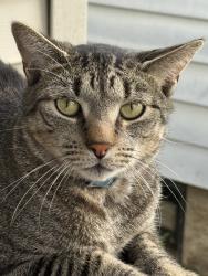 Lost Male Cat last seen Asbury Anderson Road, Washington Township, NJ 07882