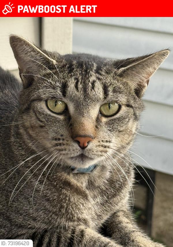 Lost Male Cat last seen Asbury Anderson Road, Washington Township, NJ 07882