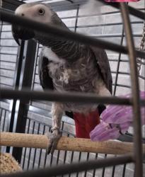 Lost Female Bird last seen cateswell road, Hall Green, England B28 8BU