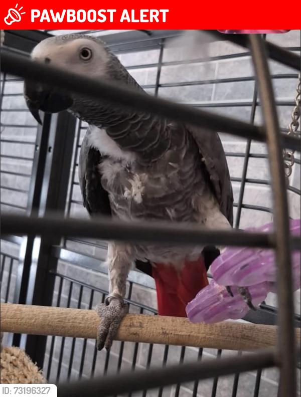 Lost Female Bird last seen cateswell road, Hall Green, England B28 8BU