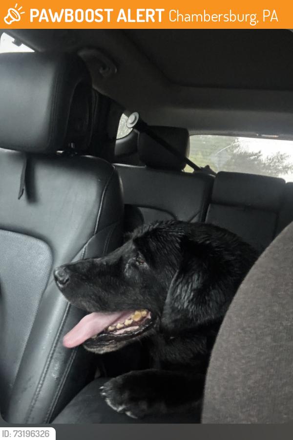 Found/Stray Male Dog last seen Wayne Rd Waynesboro PA, Chambersburg, PA 17202
