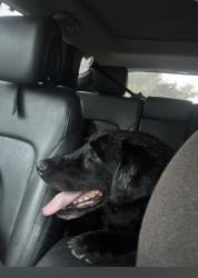 Found/Stray Male Dog last seen Wayne Rd Waynesboro PA, Chambersburg, PA 17202