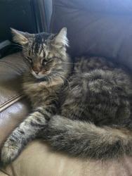 Lost Male Cat last seen Rockledge Country Club ests, Rockledge, FL 32955