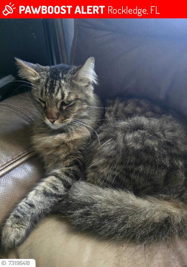 Lost Male Cat last seen Rockledge Country Club ests, Rockledge, FL 32955