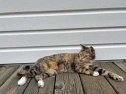 Reunited Female Cat last seen Ventura and 72nd, Tigard, OR 97223