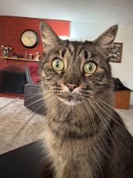 Lost Female Cat last seen Springdale & Heil, Huntington Beach, CA 92649