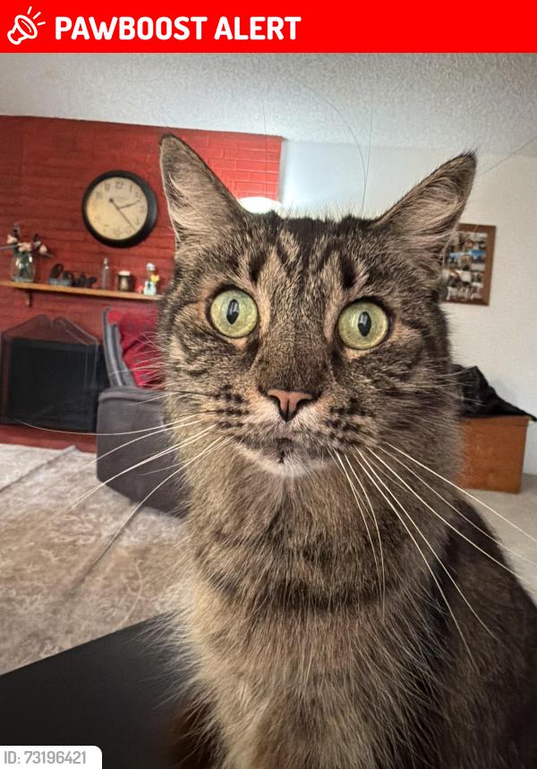 Lost Female Cat last seen Springdale & Heil, Huntington Beach, CA 92649