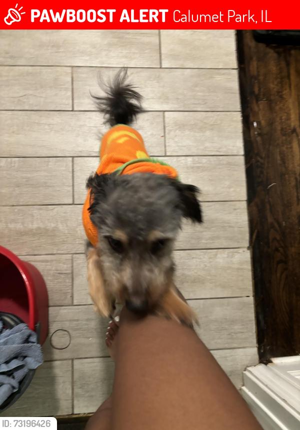 Lost Male Dog last seen 127th, Calumet Park, IL 60827