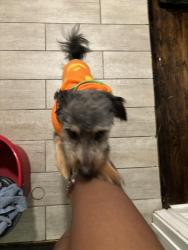 Lost Male Dog last seen 127th, Calumet Park, IL 60827