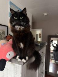 Reunited Female Cat last seen H St & Manzanita Ave, Eureka, CA 95503, USA, Eureka, CA 95503