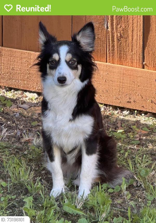 Reunited Female Dog last seen Near Mallard Dr, Lewisville, TX 75077, USA, Lewisville, TX 75077