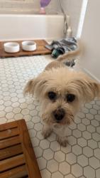 Reunited Female Dog last seen Near S Orange Dr, Los Angeles, CA 90036, USA, Los Angeles, CA 90036