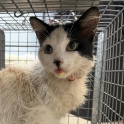 Shelter Stray Male Cat last seen Near Commercial Street, San Diego, CA, 92113, 5500 Gaines St, San Diego, CA 92110, USA