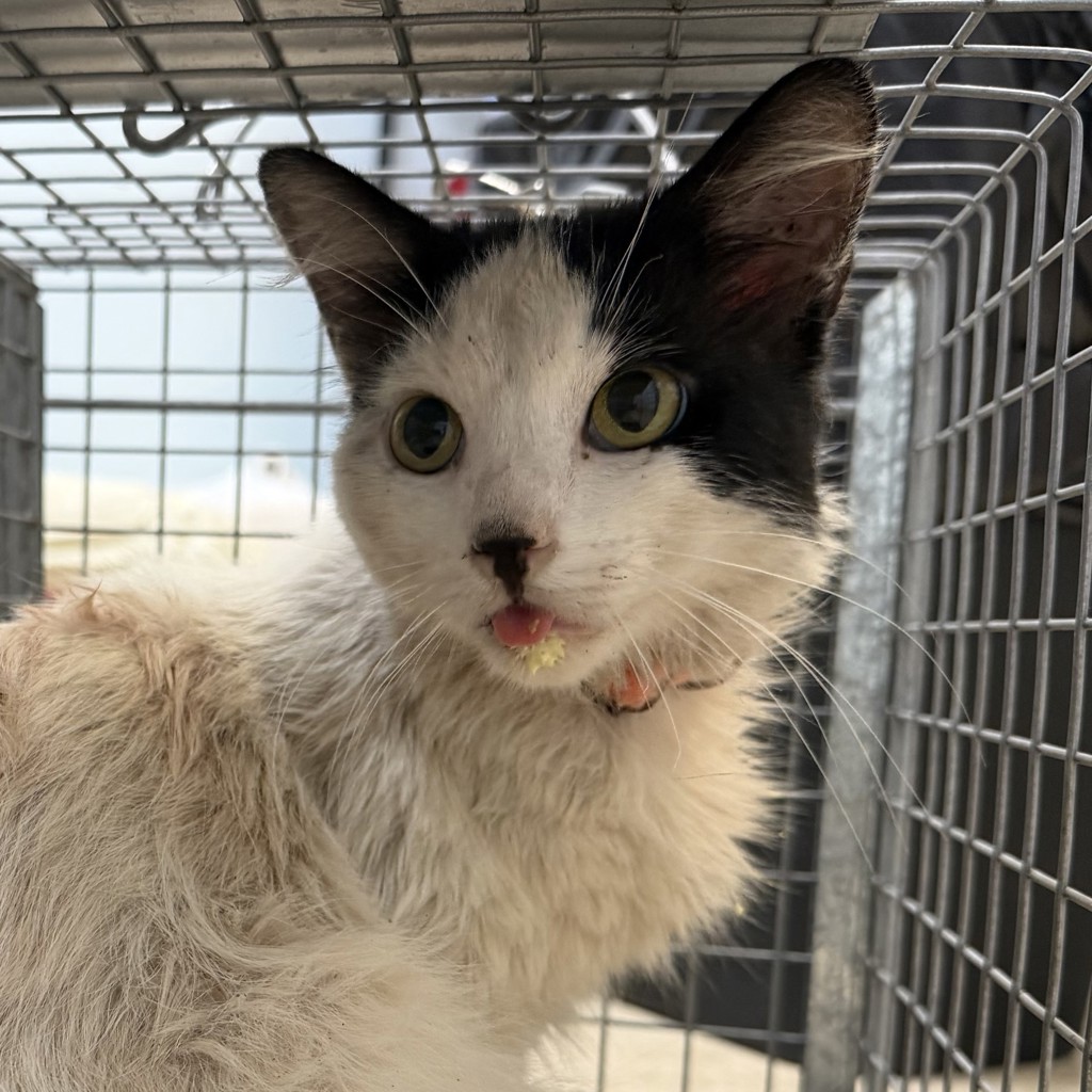 Shelter Stray Male Cat last seen Near Commercial Street, San Diego, CA, 92113, 5500 Gaines St, San Diego, CA 92110, USA