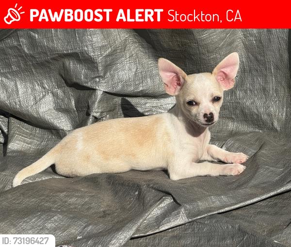 Lost Female Dog last seen Across from oak park, Stockton, CA 95204